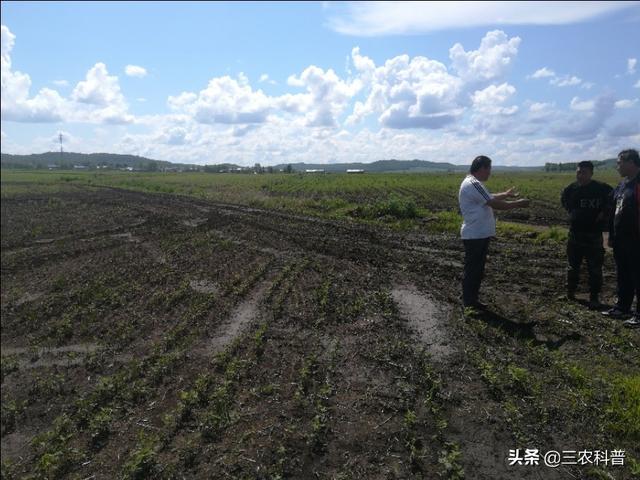 黃豆噴葉面肥，一畝地里加多少尿素？