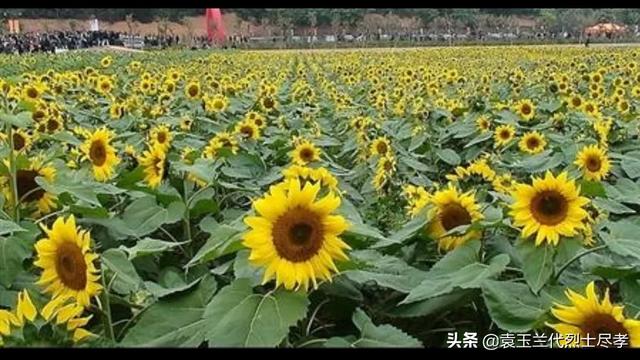 向葵花葉面噴尿素水正常一畝地需要多少斤尿素？