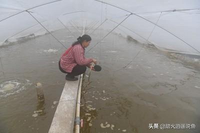 對(duì)蝦塘有氮氨亞硝酸鹽可以用無機(jī)肥嗎？