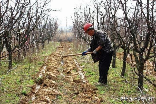 開春果園施肥，為什么有人說必須補氮肥，而尿素卻千萬不能撒？