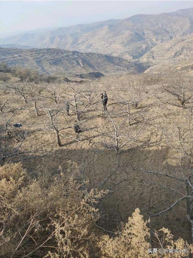 開春果園施肥，為什么有人說必須補氮肥，而尿素卻千萬不能撒？