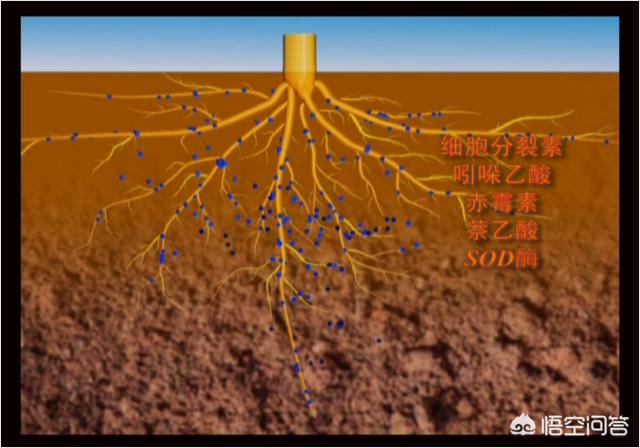 生物有機肥和生物有機菌劑哪個好？